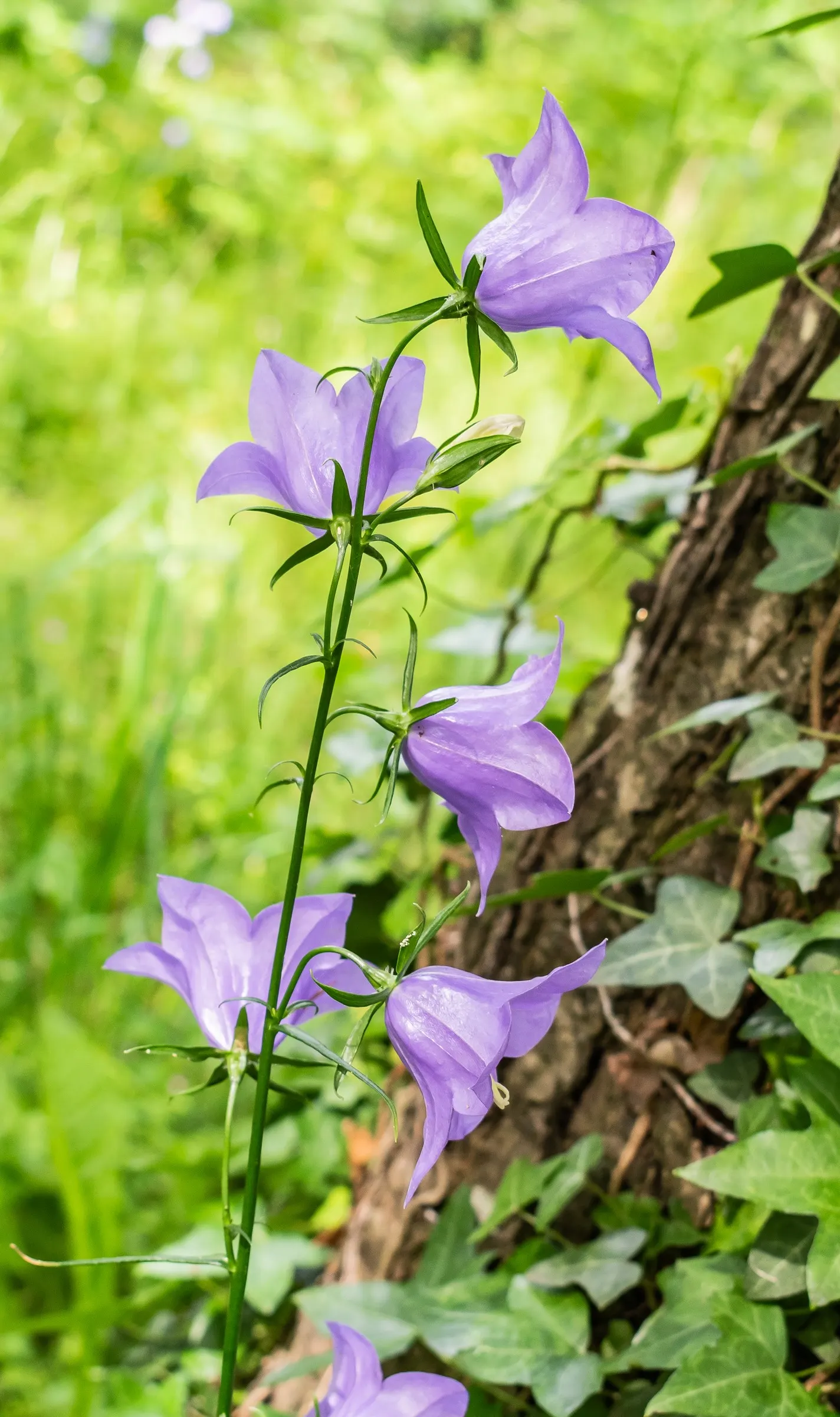 Peach-Leaved Bellflower, Paper Bell (Campanula Persicifolia) — is a charming and graceful perennial that brings a touch of elegance to any garden, image 48