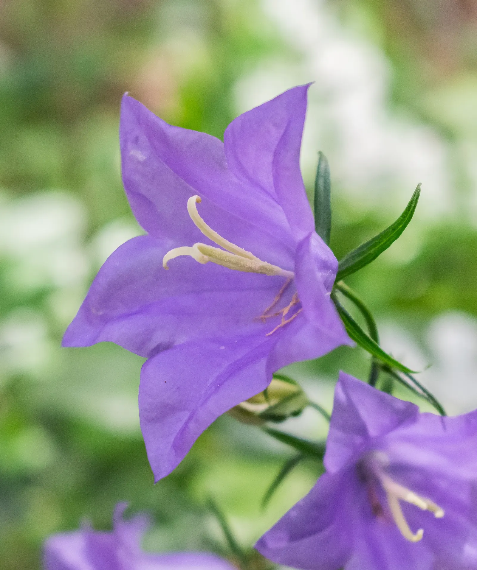 Peach-Leaved Bellflower, Paper Bell (Campanula Persicifolia) — nodding blossoms in shades of blue and white; violet flowers in the garden, image 63