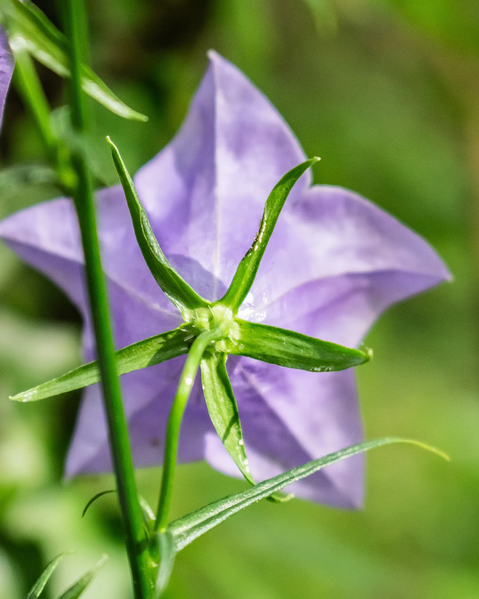 Peach-Leaved Bellflower, Paper Bell (Campanula Persicifolia) — the Peach-leaved Bellflower thrives in full sun to partial shade