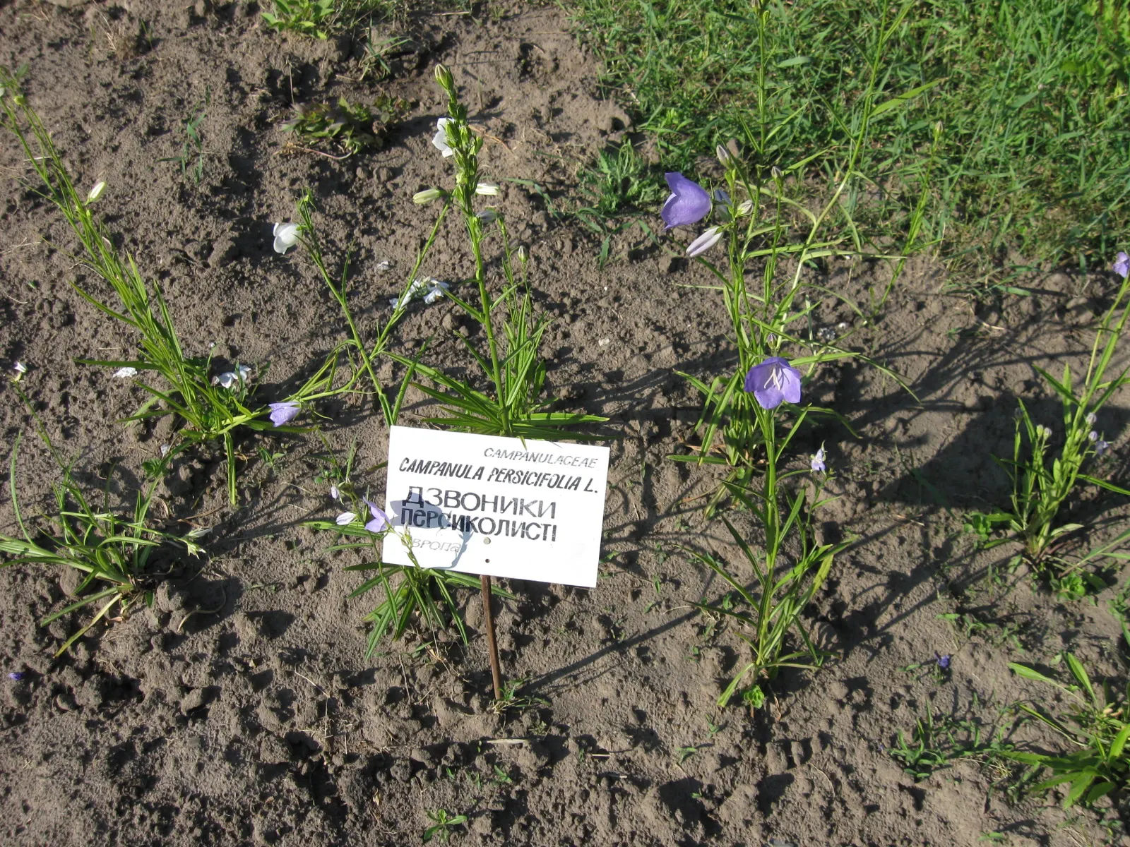 Peach-Leaved Bellflower, Paper Bell (Campanula Persicifolia) — it will provide year-after-year beauty in an array of garden settings