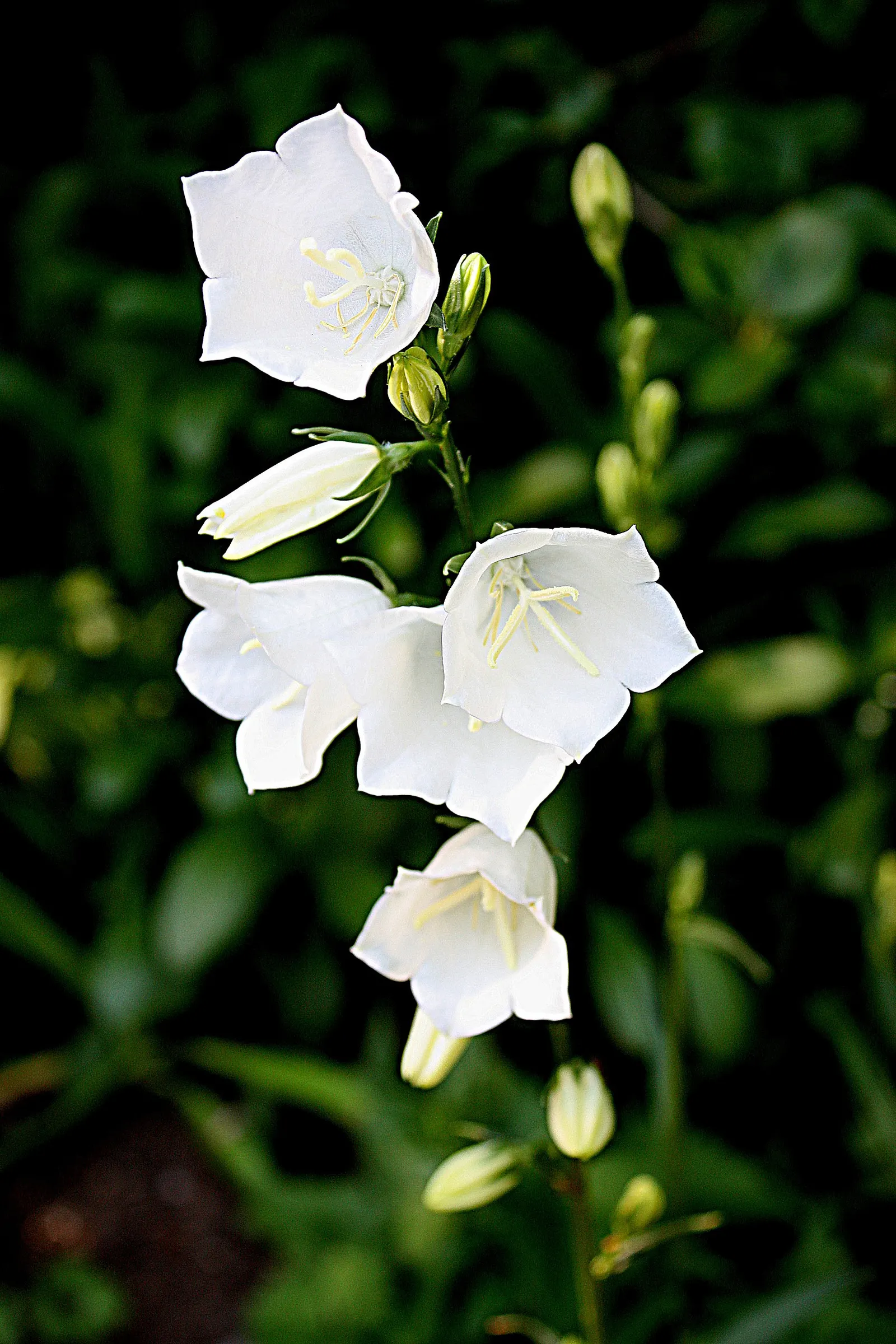 Peach-Leaved Bellflower, Paper Bell (Campanula Persicifolia) — Thriving in zones 3-8, it prefers full sun to partial shade and well-drained soil
