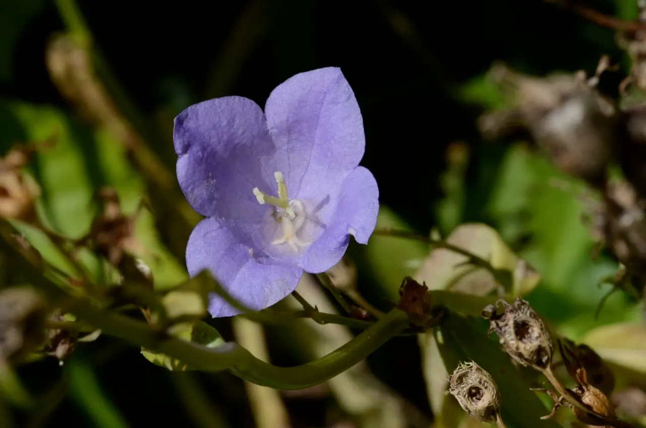 Peach-Leaved Bellflower, Paper Bell (Campanula Persicifolia) — With its perennial nature and robust growth habit; graces gardens with upright 2-3 ft stems and