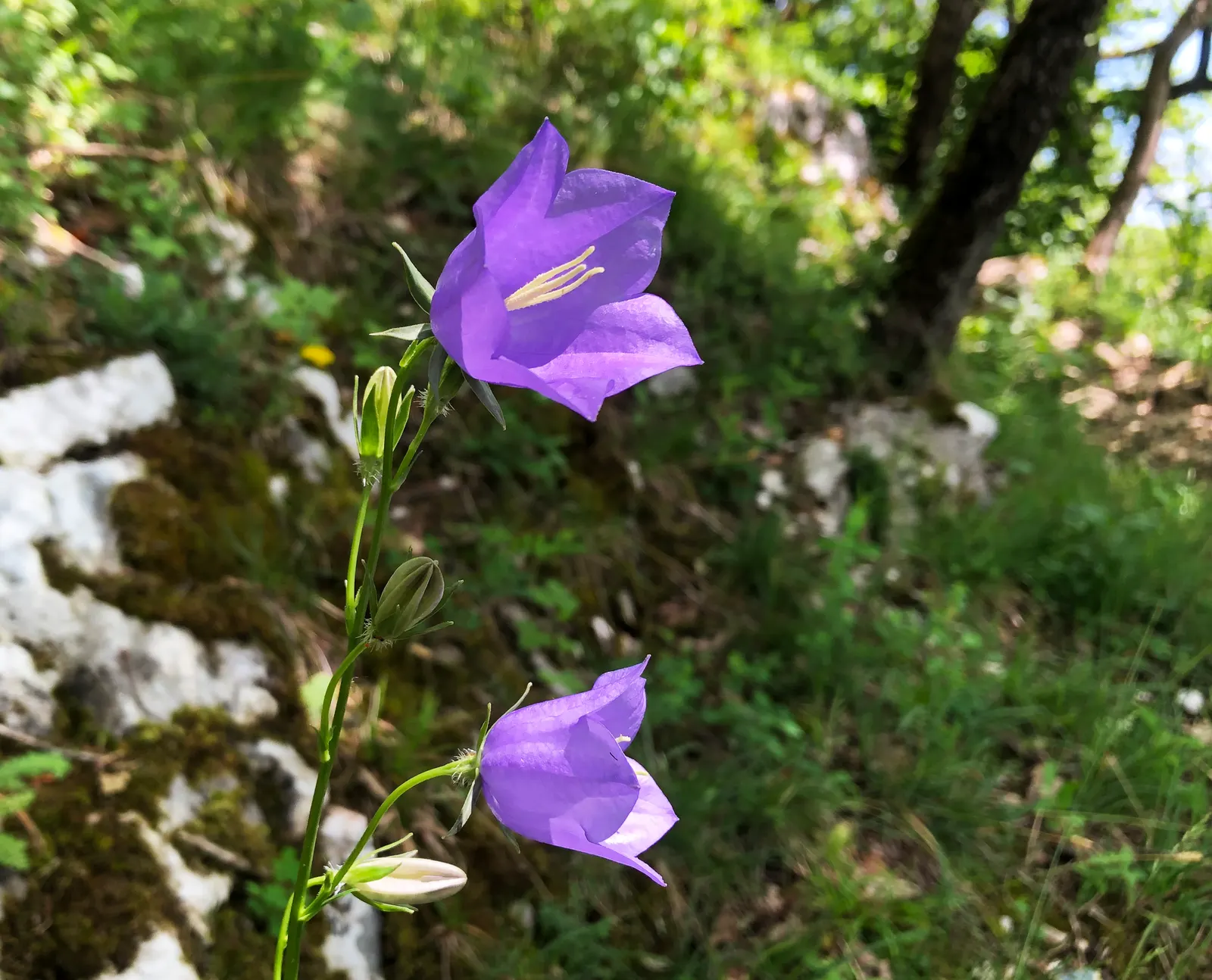 Peach-Leaved Bellflower, Paper Bell (Campanula Persicifolia) — Thriving in zones 3-8, it prefers full sun to partial shade and well-drained soil; its slender