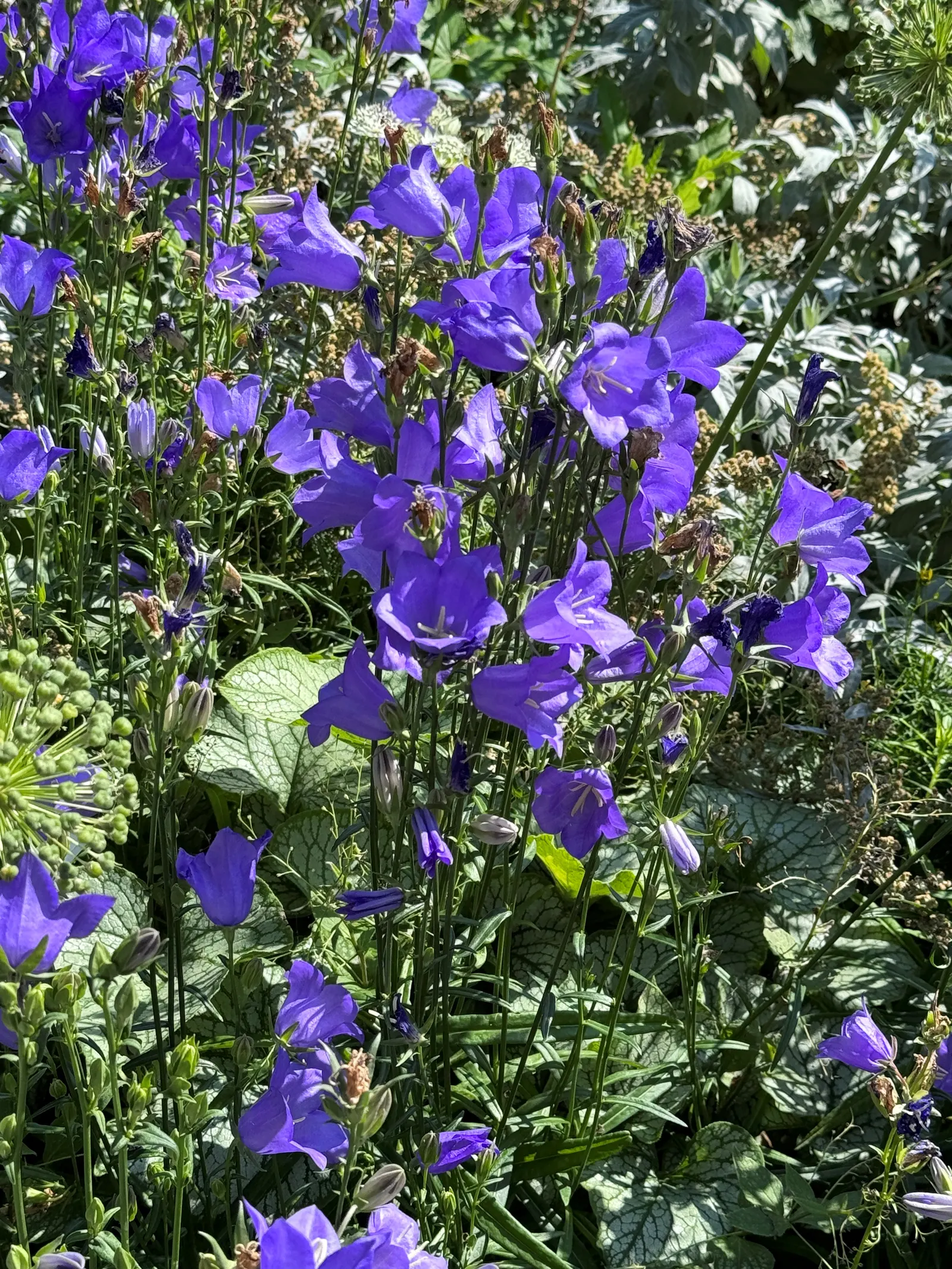 Peach-Leaved Bellflower, Paper Bell (Campanula Persicifolia) — perennial with violet blooms