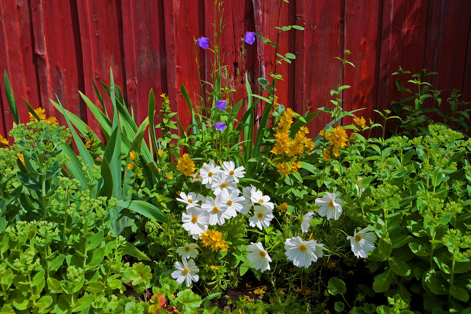 Peach-Leaved Bellflower, Paper Bell (Campanula Persicifolia) — is a charming and graceful perennial that brings a touch of elegance to any garden; it prefers