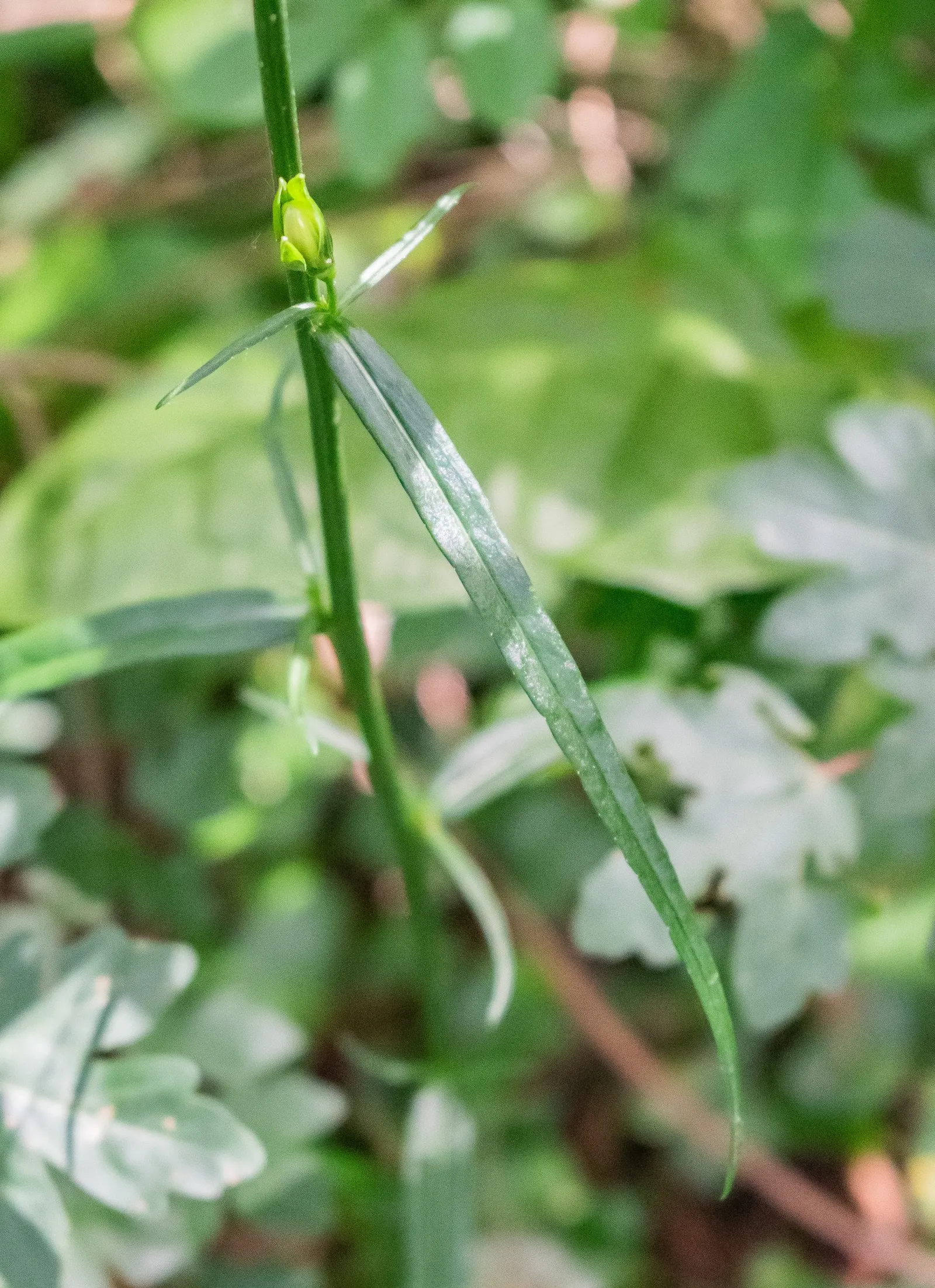 Peach-Leaved Bellflower, Paper Bell (Campanula Persicifolia) — perennial with violet blooms; depending on the cultivar