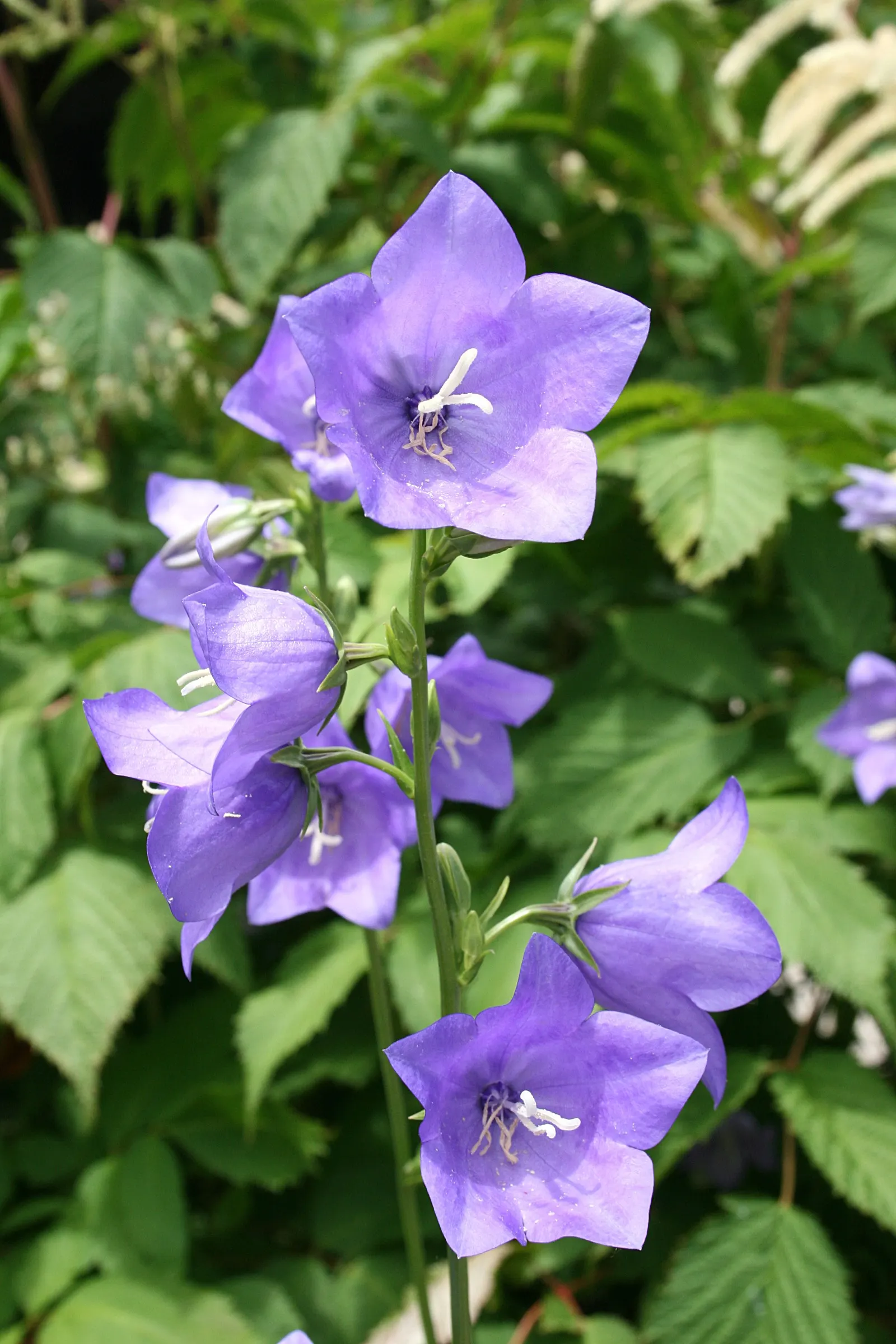 Peach-Leaved Bellflower, Paper Bell (Campanula Persicifolia) — depending on the cultivar; this perennial adds charm and is ideal for mixed borders or cottage