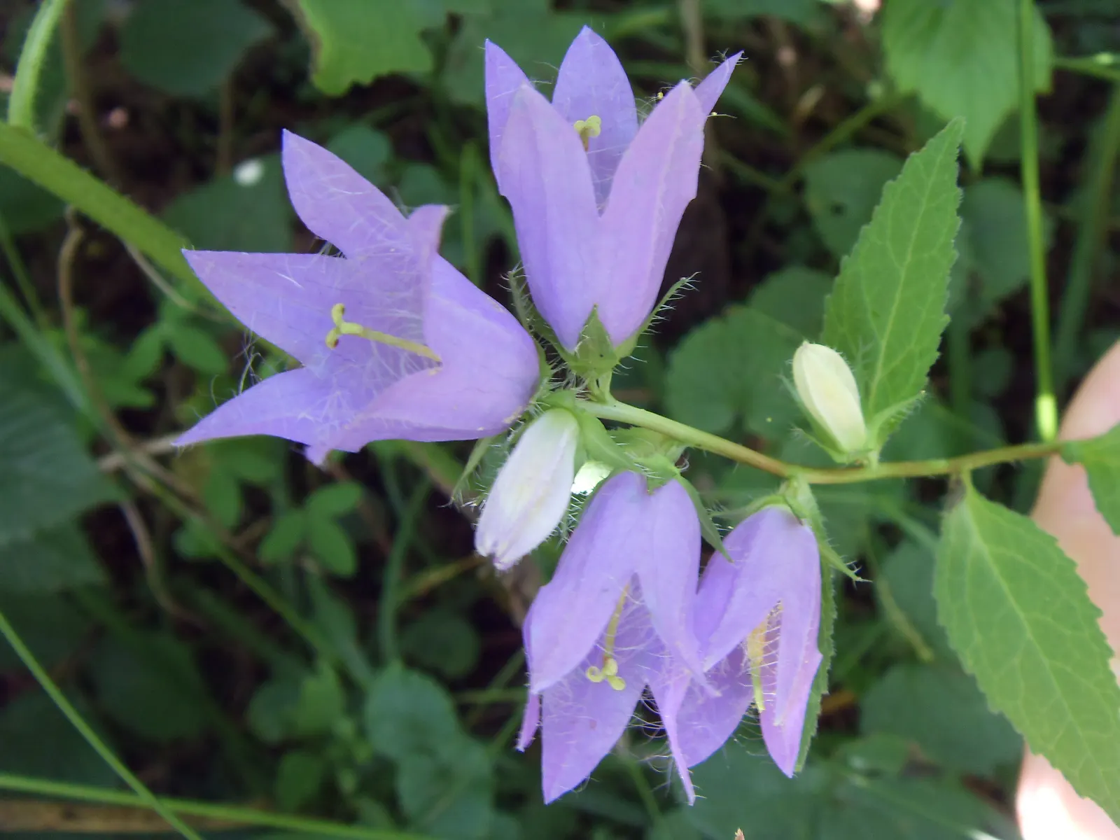 Peach-Leaved Bellflower, Paper Bell (Campanula Persicifolia) — this perennial adds charm and is ideal for mixed borders or cottage gardens