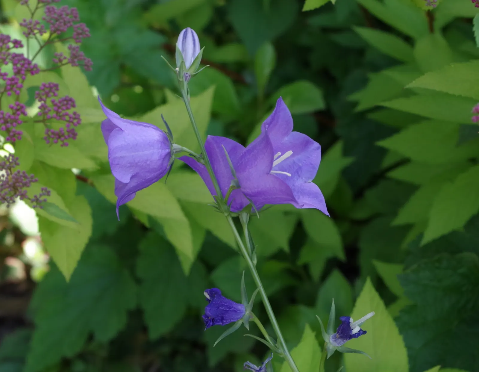 Peach-Leaved Bellflower, Paper Bell (Campanula Persicifolia) — nodding blossoms in shades of blue and white; violet flowers in the garden