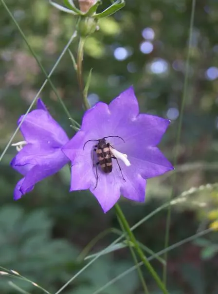 Peach-Leaved Bellflower, Paper Bell (Campanula Persicifolia) — graces gardens with upright 2-3 ft stems and bell-shaped