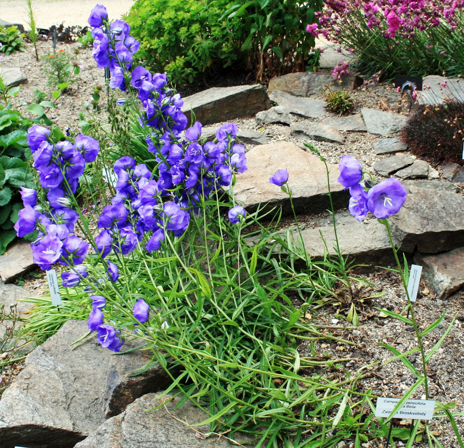 Peach-Leaved Bellflower, Paper Bell (Campanula Persicifolia) — graces gardens with upright 2-3 ft stems and bell-shaped; these blossoms are borne, image 42