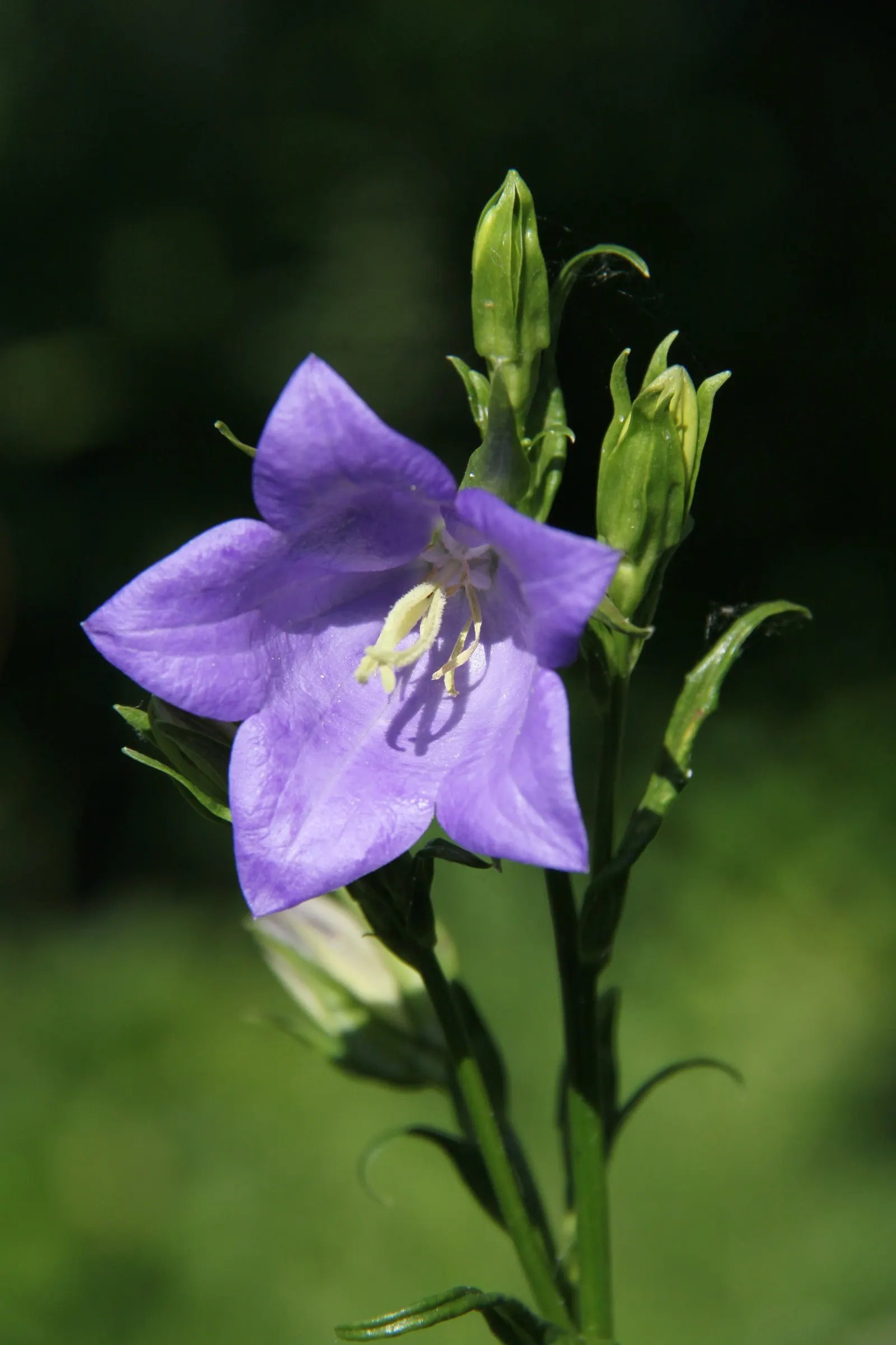 Peach-Leaved Bellflower, Paper Bell (Campanula Persicifolia) — It prefers well-draining soil and moderate moisture levels