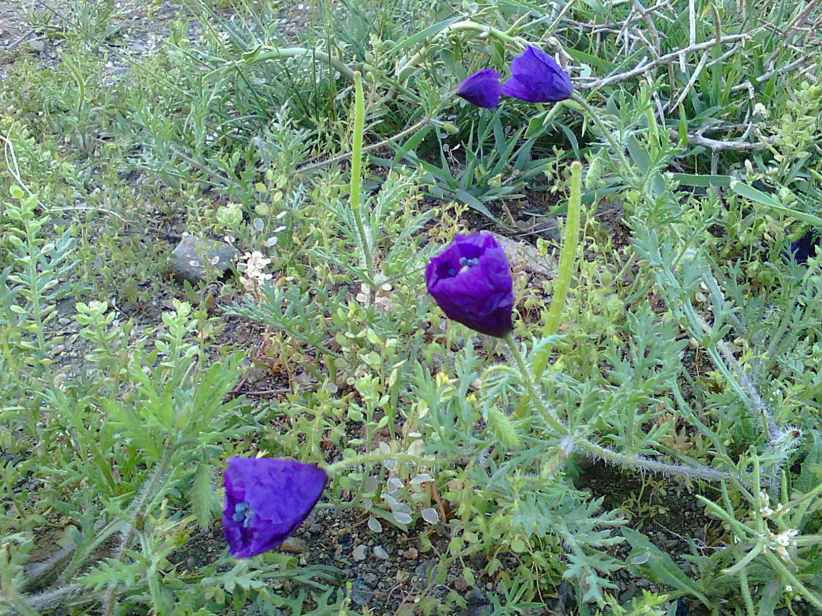 Peach-Leaved Bellflower, Paper Bell (Campanula Persicifolia) — typically reaches a mature height of 1.5 to 3 feet with a spread of 12 to 18 inches