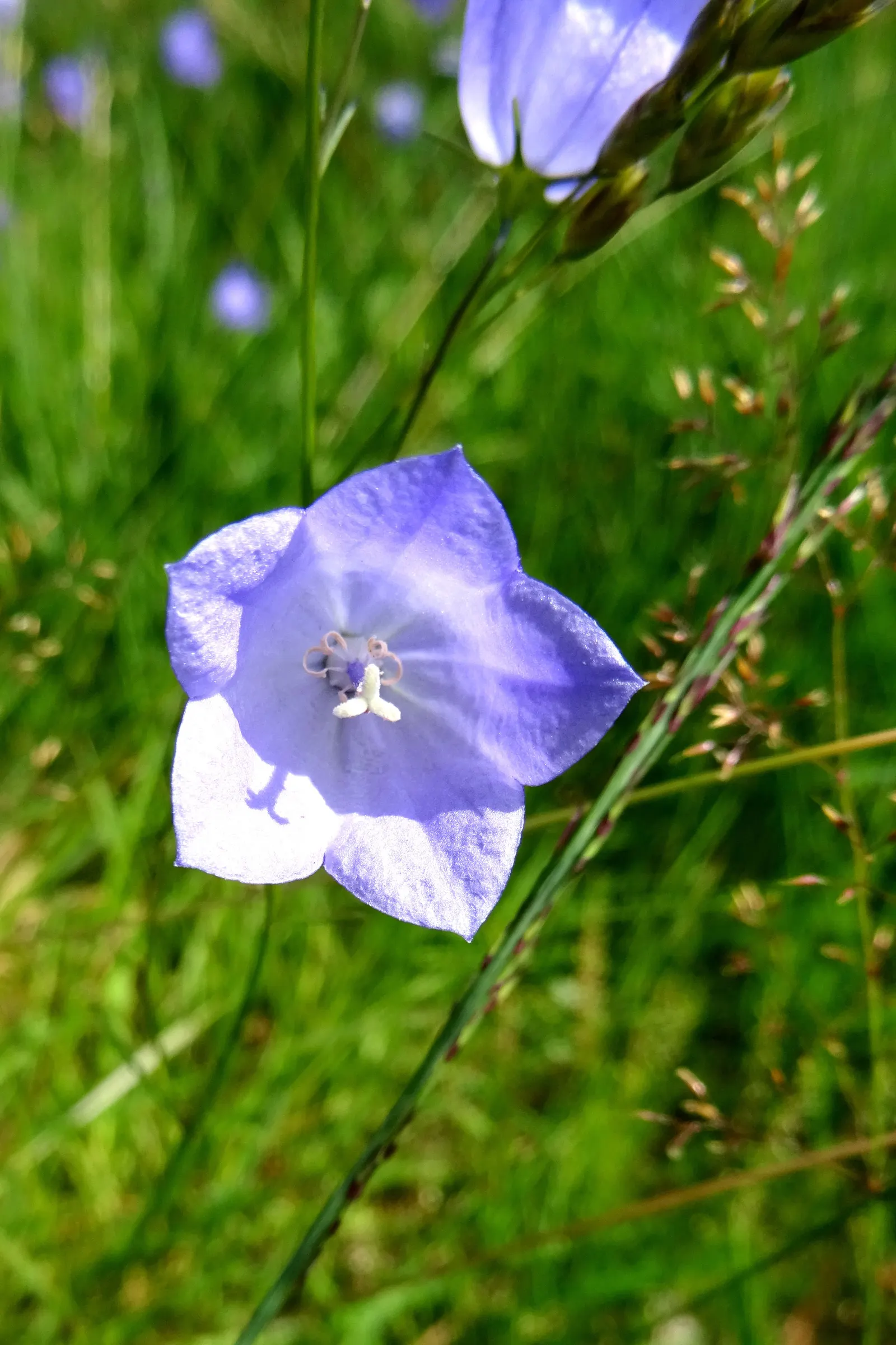 Peach-Leaved Bellflower, Paper Bell (Campanula Persicifolia) — With its perennial nature and robust growth habit