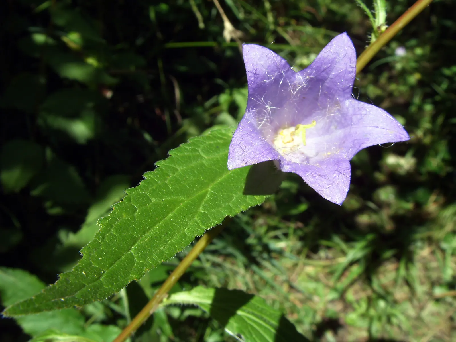 Peach-Leaved Bellflower, Paper Bell (Campanula Persicifolia) — With its perennial nature and robust growth habit; graces gardens with upright 2-3, image 55