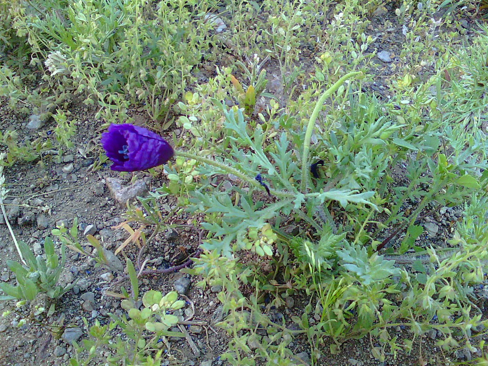 Peach-Leaved Bellflower, Paper Bell (Campanula Persicifolia) — nodding blossoms in shades of blue and white; violet flowers in the garden, image 43