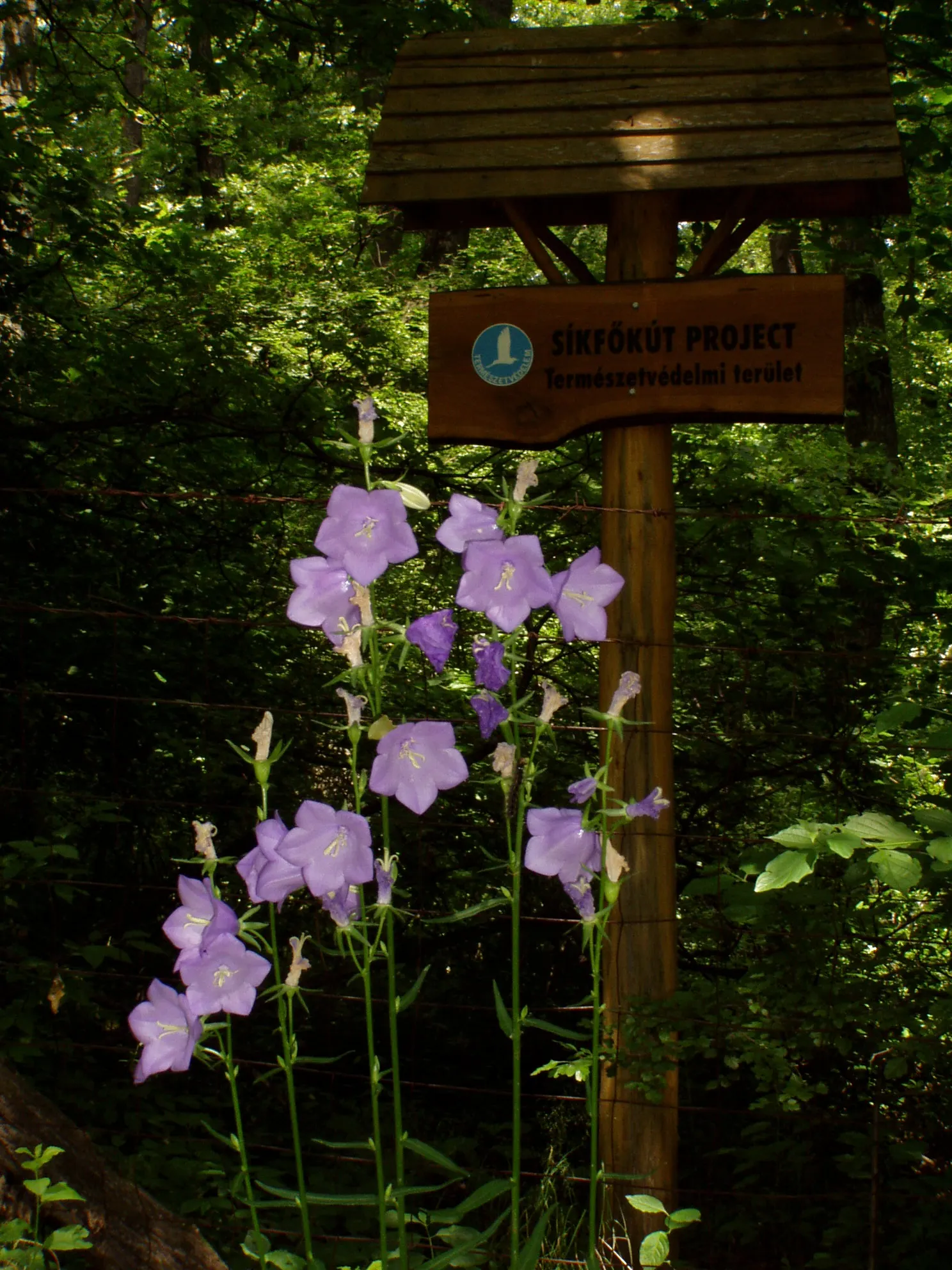 Peach-Leaved Bellflower, Paper Bell (Campanula Persicifolia) — violet flowers in the garden
