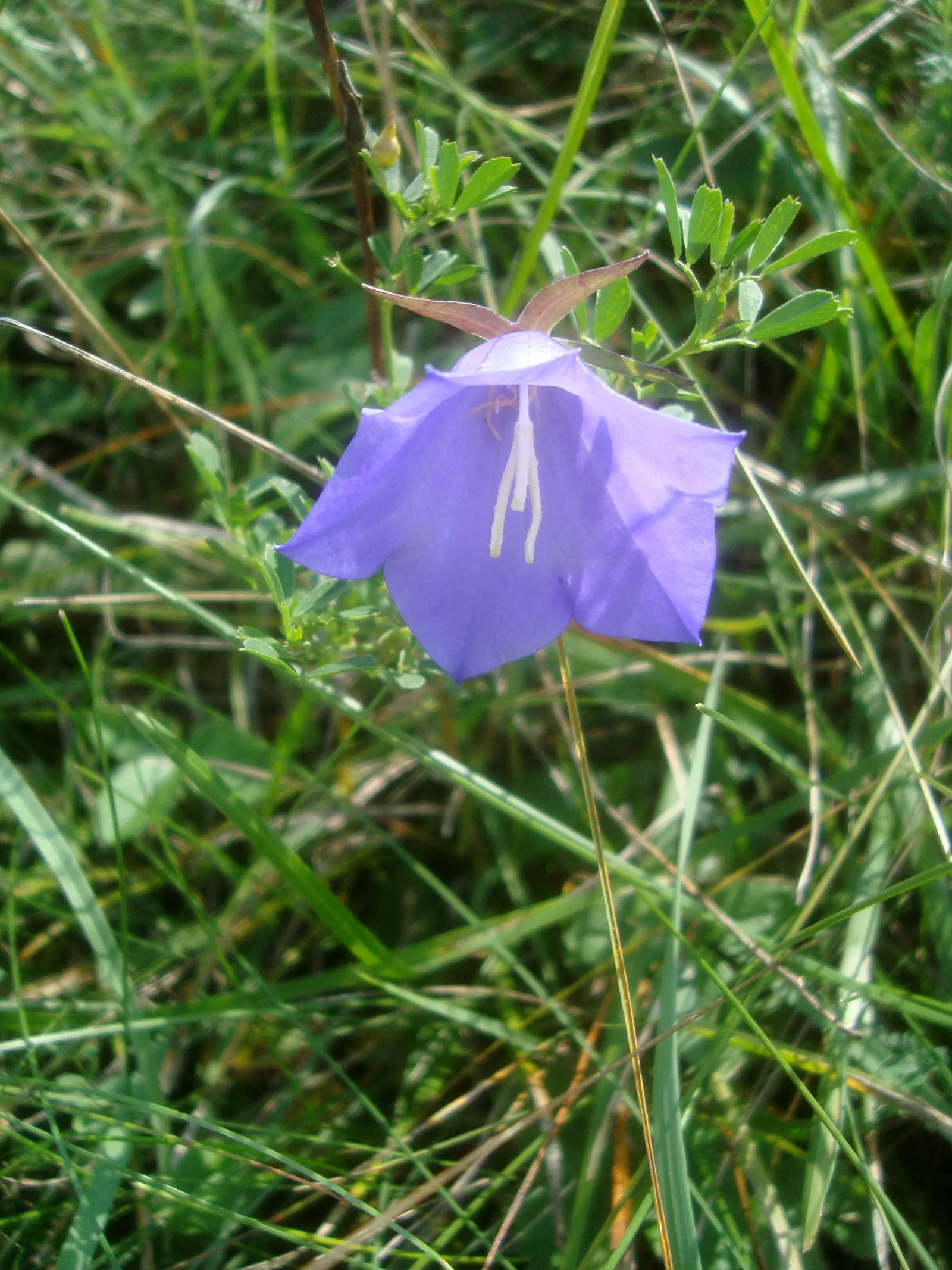 Peach-Leaved Bellflower, Paper Bell (Campanula Persicifolia) — Its slender leaves resemble peach foliage, adding a unique texture; the Peach-leaved Bellflower