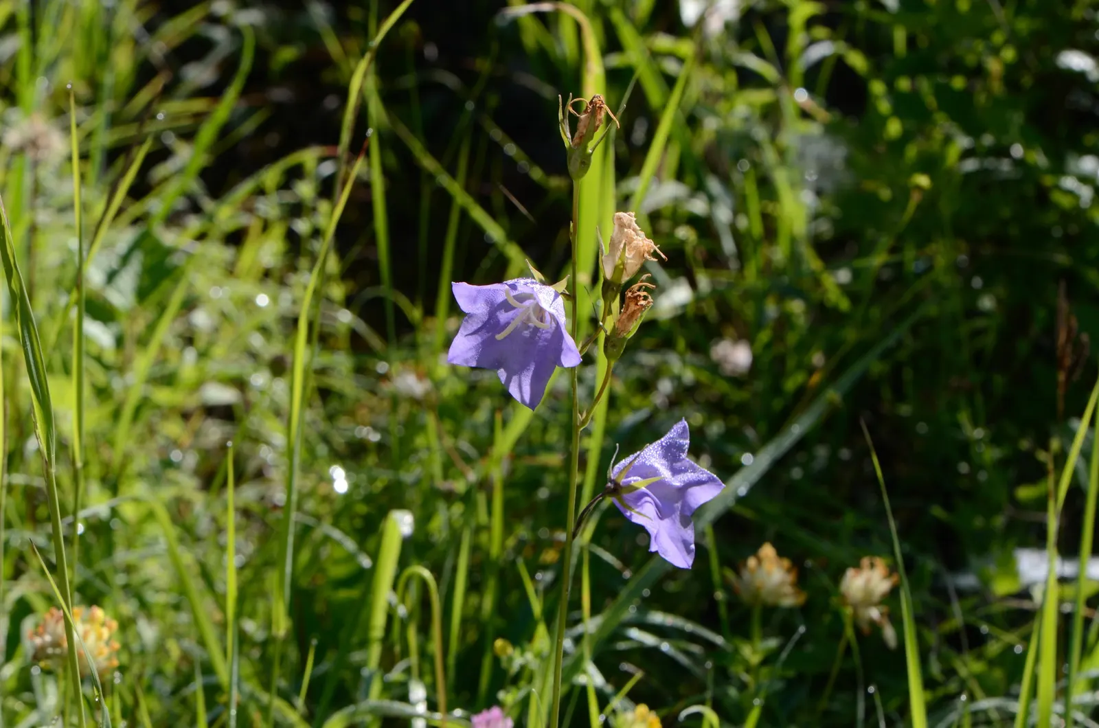 Peach-Leaved Bellflower, Paper Bell (Campanula Persicifolia) — perennial for full or half; from informal cottage gardens to more structured beds, image 60