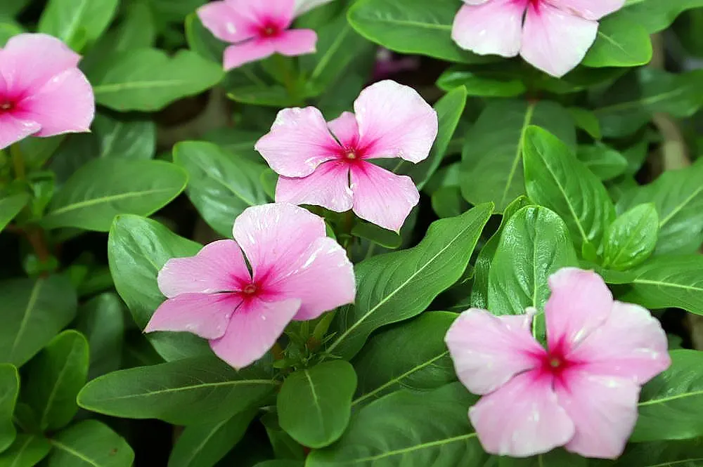 Madagascar Jasmine (Stephanotis Floribunda) — commonly known as Madagascar Jasmine; ground cover / vine for full or half