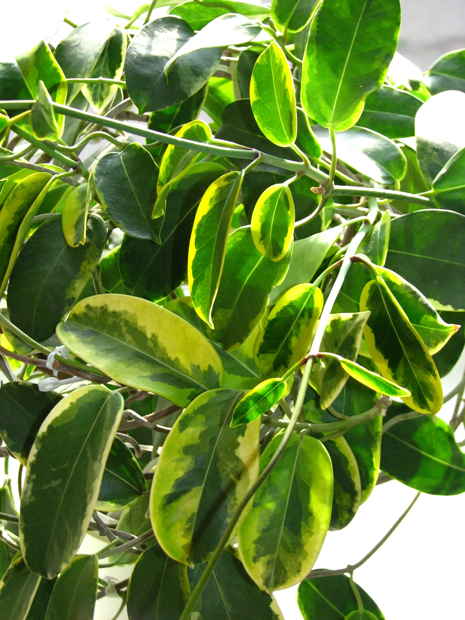 Madagascar Jasmine (Stephanotis Floribunda) — this plant will become a cherished component of your client's garden; the blossoms are around 1 to 2 inches in