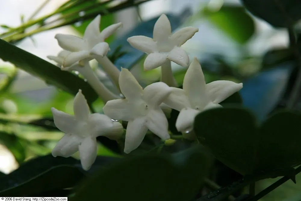 Madagascar Jasmine (Stephanotis Floribunda) — star-shaped blooms exuding an intoxicating fragrance; this robust climber can reach upwards of 15 to, image 48
