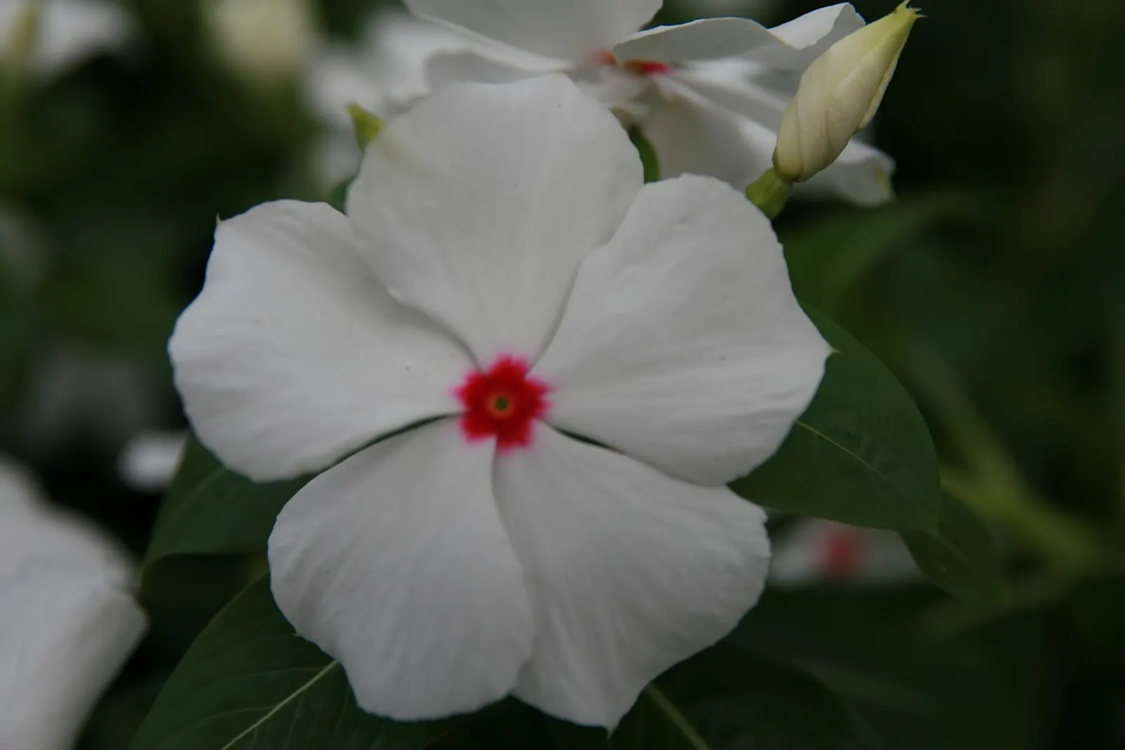 Madagascar Jasmine (Stephanotis Floribunda) — this plant is esteemed for its glossy