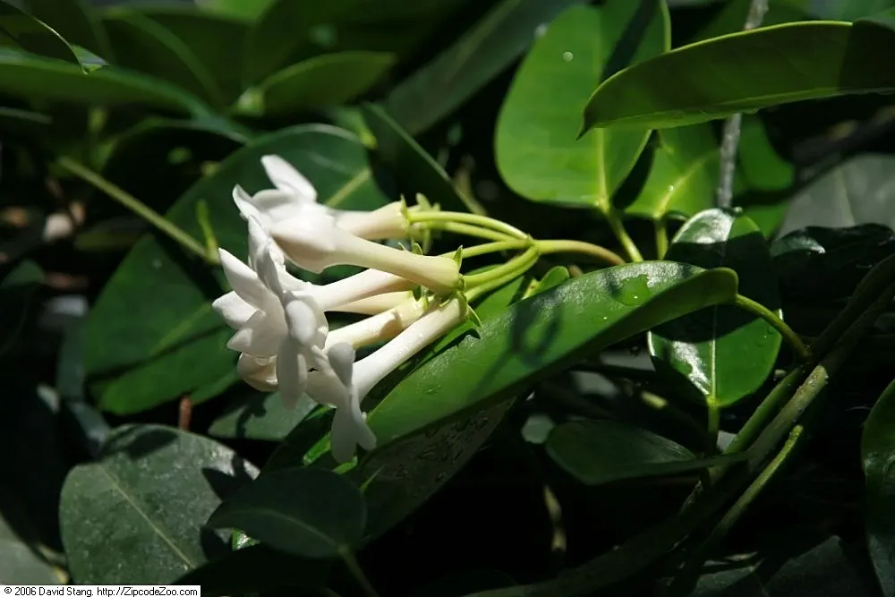 Madagascar Jasmine (Stephanotis Floribunda) — sweet fragrance that enhances the sensory experience of the garden; a vigorous climber, it can reach, image 60