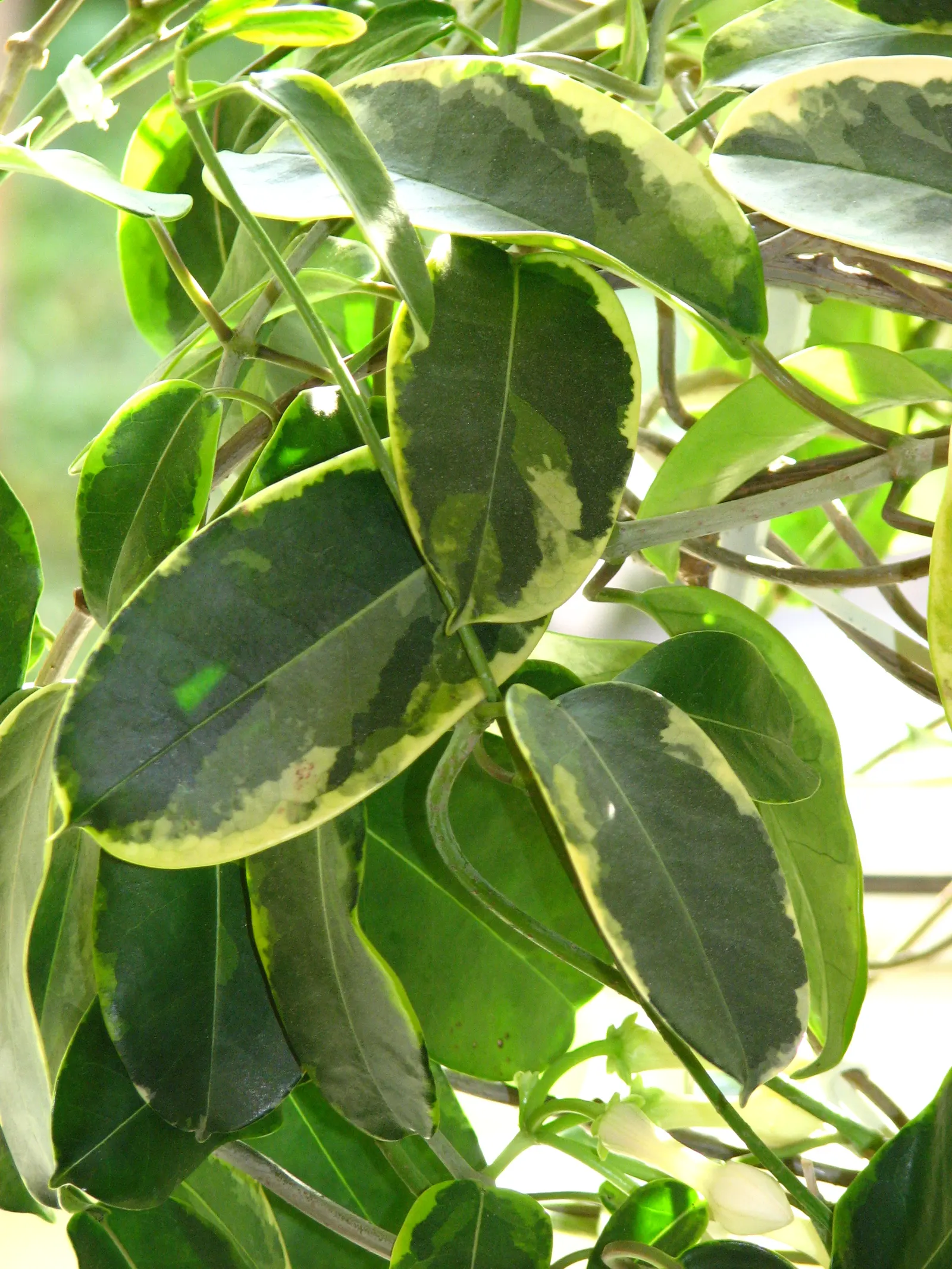 Madagascar Jasmine (Stephanotis Floribunda) — ground cover / vine with white blooms; tubular flowers that bloom profusely from spring to fall