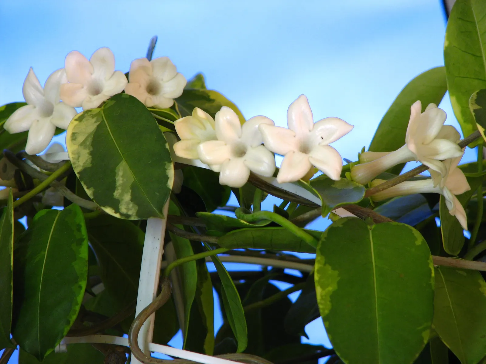 Madagascar Jasmine (Stephanotis Floribunda) — star-shaped blooms exuding an intoxicating fragrance
