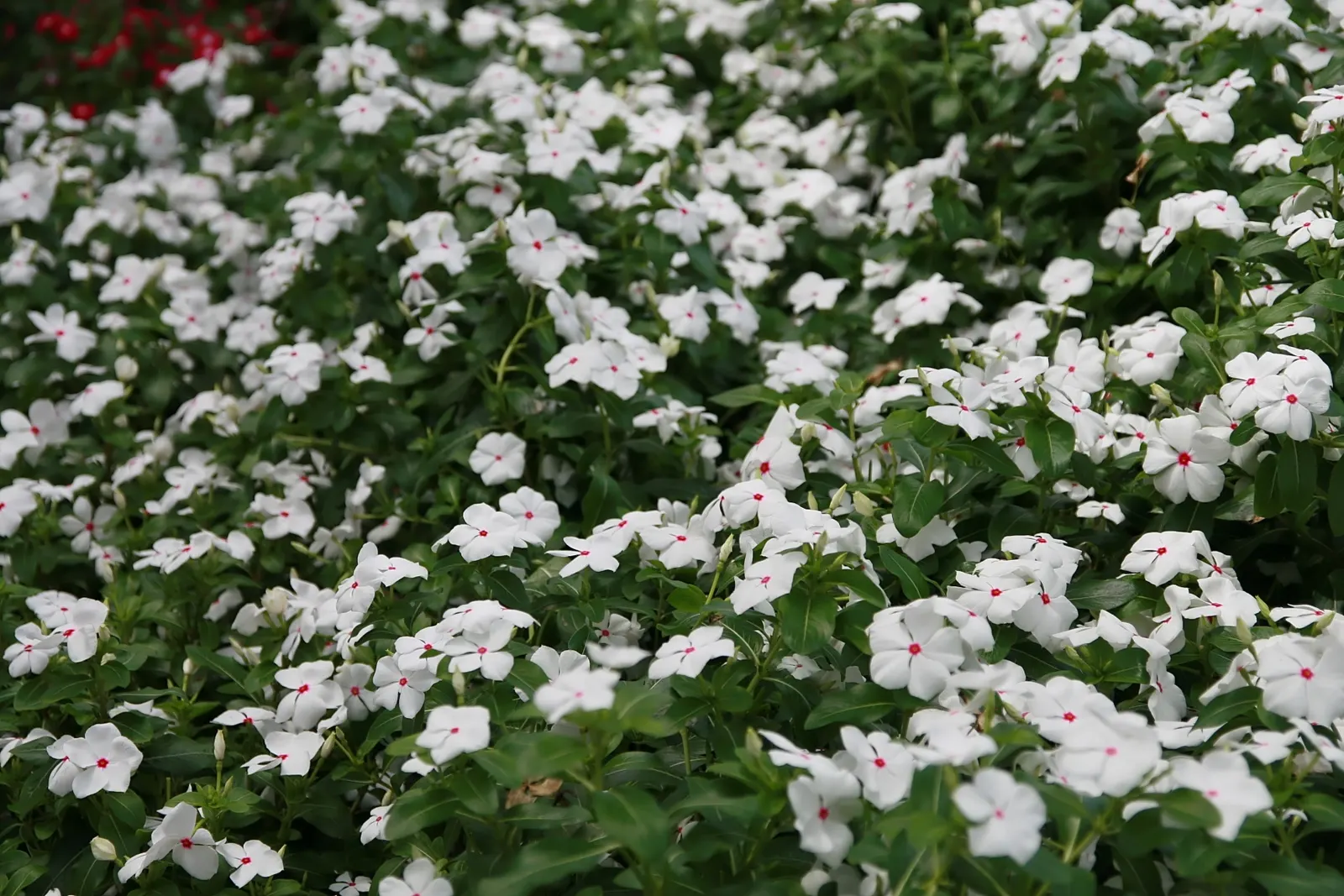 Madagascar Jasmine (Stephanotis Floribunda) — which are oval-shaped and measure about 2 to 5 inches in length