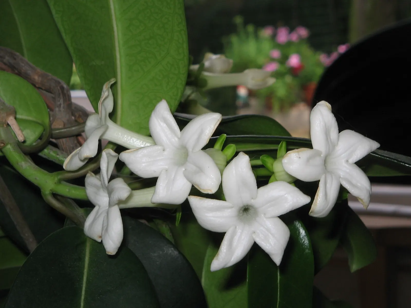 Madagascar Jasmine (Stephanotis Floribunda) — ground cover / vine for full or half; offering both aesthetic appeal and an enchanting olfactory experience