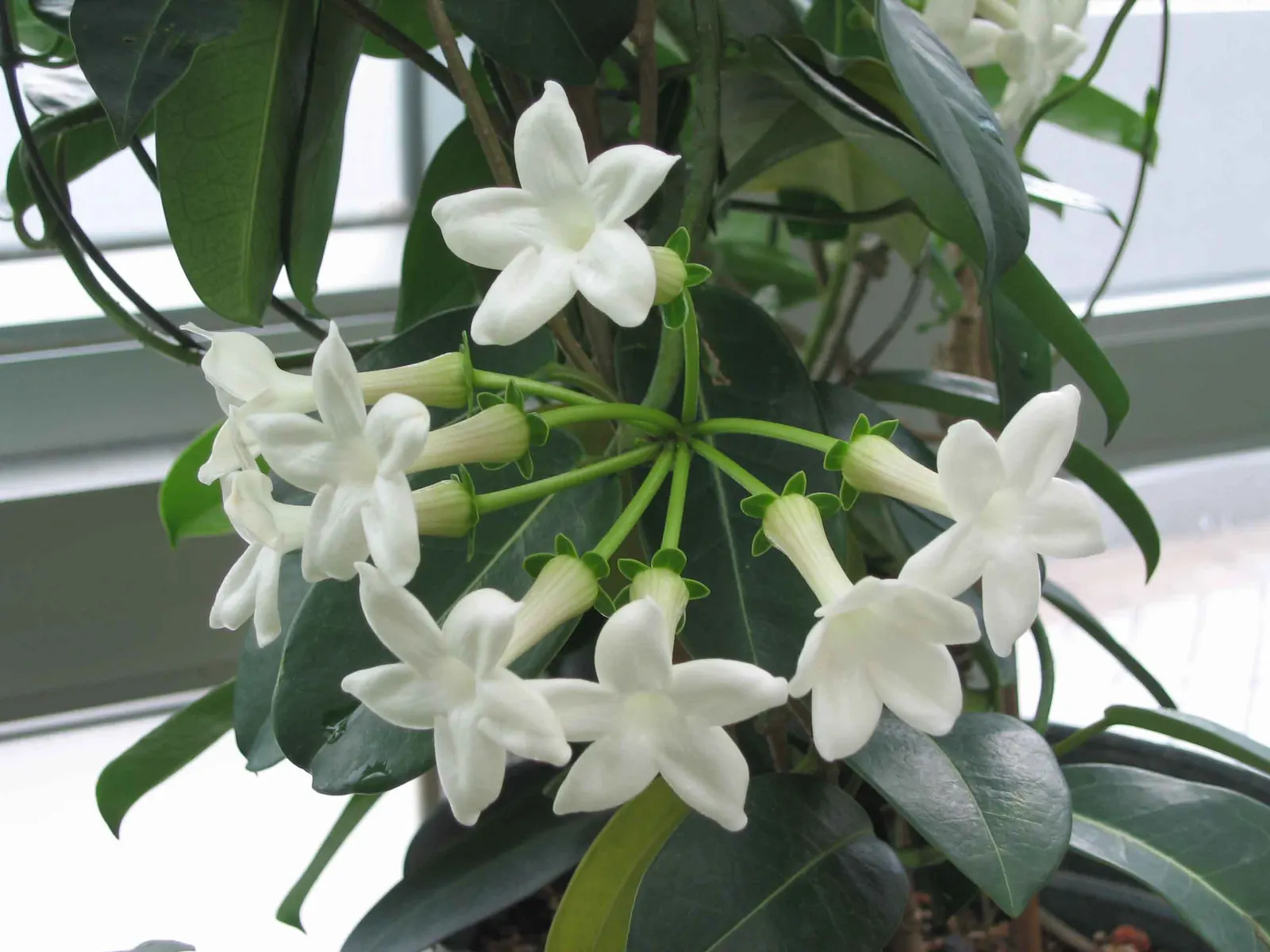 Madagascar Jasmine (Stephanotis Floribunda) — The blossoms are around 1 to 2 inches in diameter and are followed by slender, elongated seed pods; which are