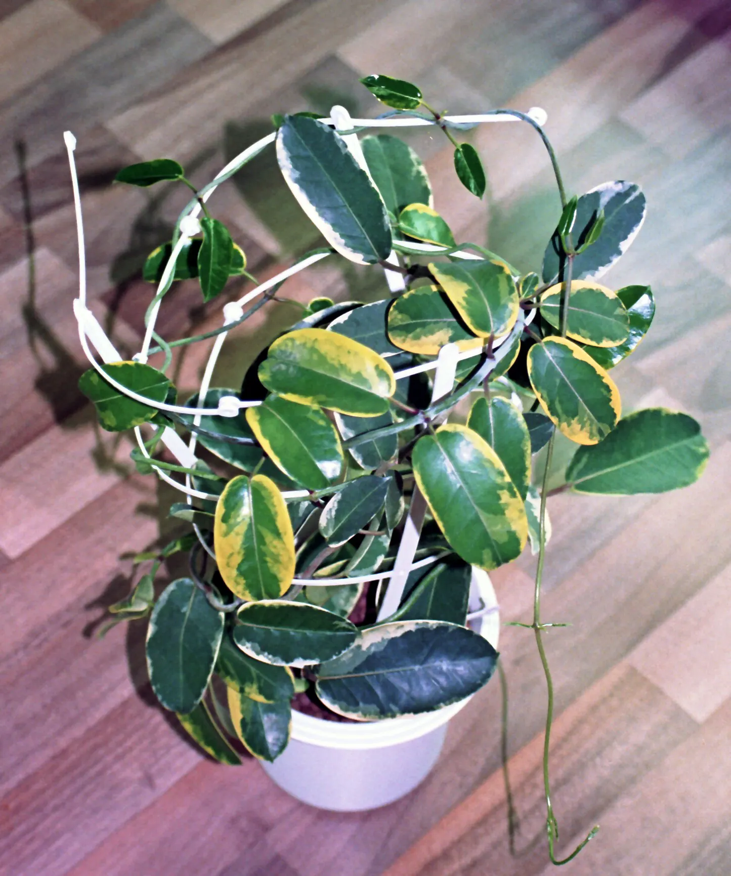 Madagascar Jasmine (Stephanotis Floribunda) — this plant is esteemed for its glossy; sweet fragrance that enhances the sensory experience of the, image 55