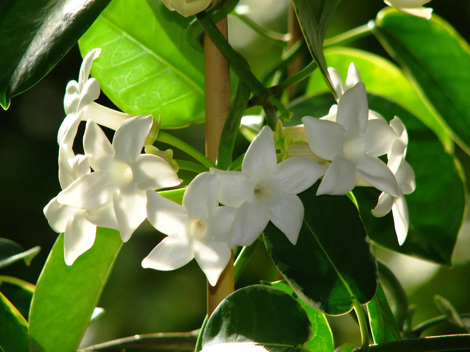 Madagascar Jasmine (Stephanotis Floribunda) — water-soluble fertilizer during the growing season can promote lush growth and abundant blooms