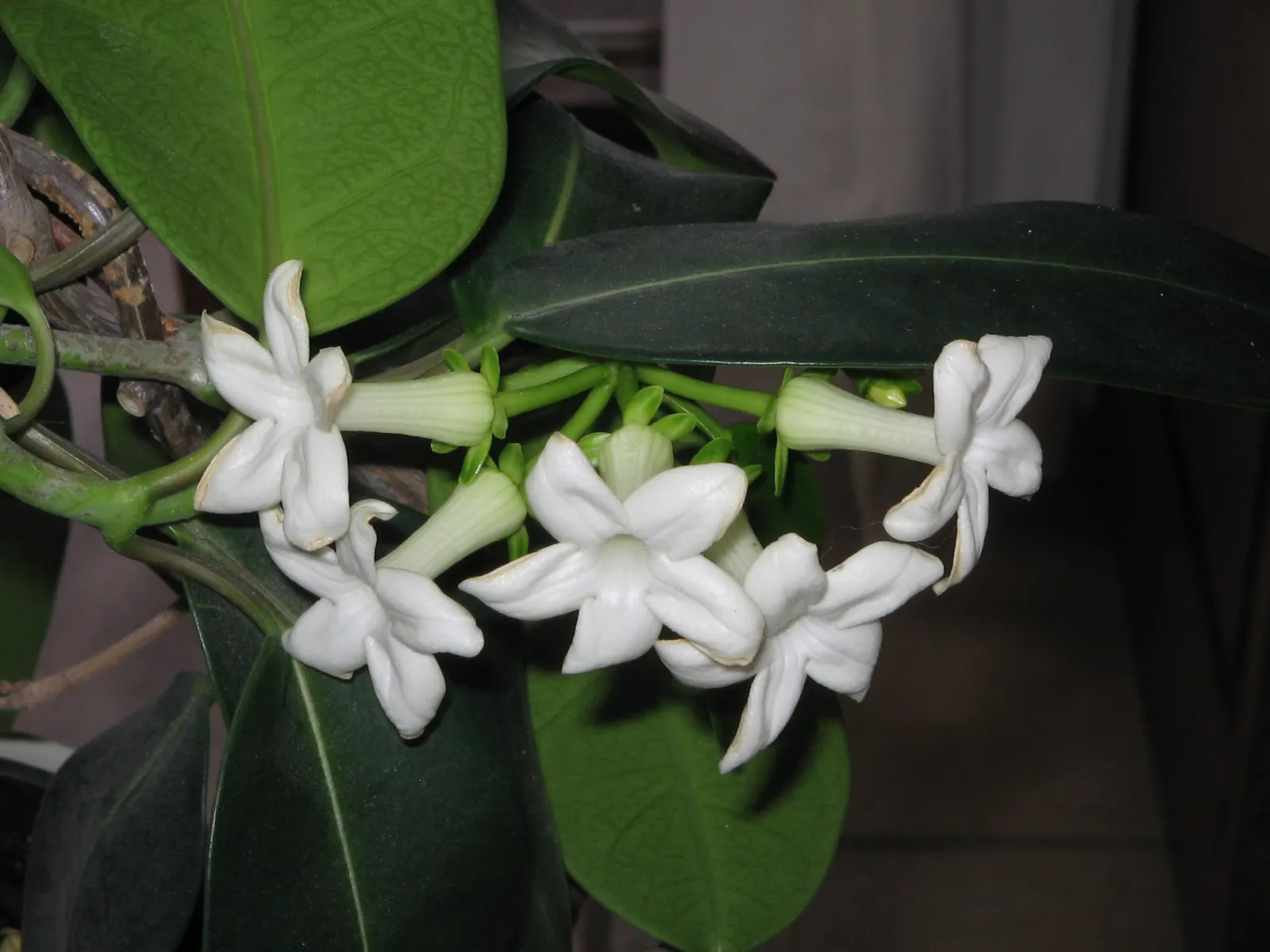 Madagascar Jasmine (Stephanotis Floribunda) — Ideal for warm, humid conditions in USDA zones 10-11, it thrives with consistent moisture and, image 52