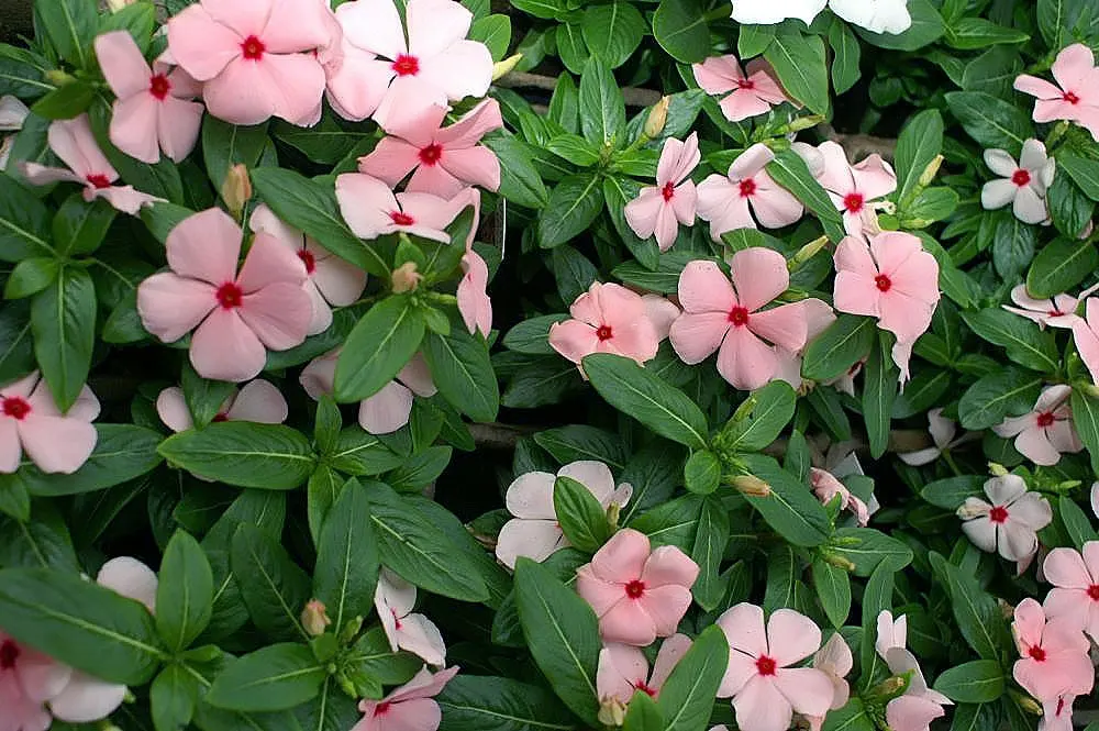Madagascar Jasmine (Stephanotis Floribunda) — Prefers full sun to partial shade with well-drained soil; this plant is esteemed for its glossy
