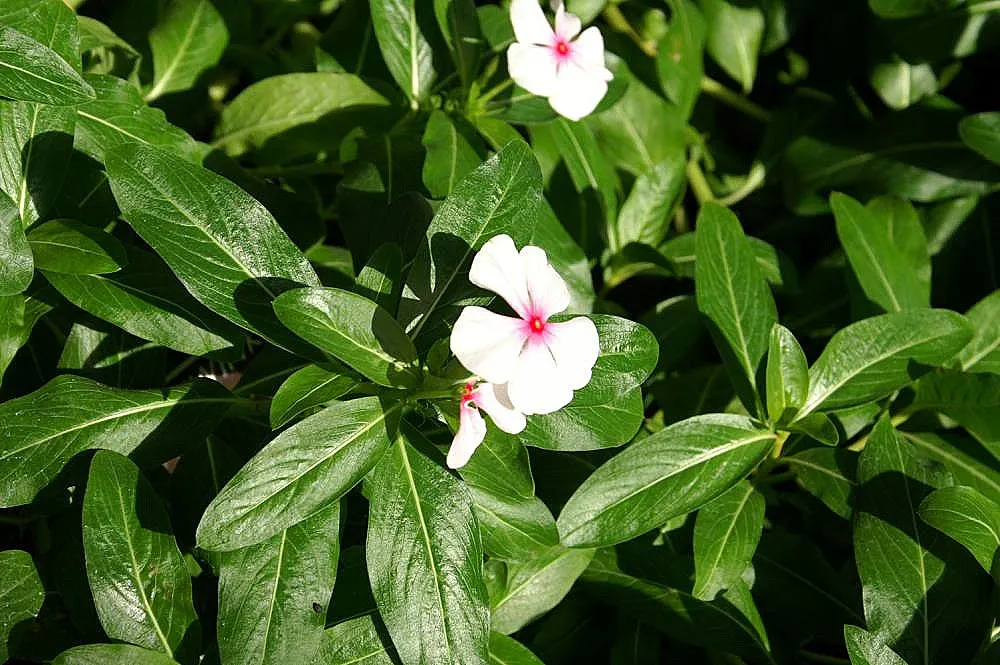 Madagascar Jasmine (Stephanotis Floribunda) — A vigorous climber, it can reach heights of 15-20 ft, requiring a sturdy trellis