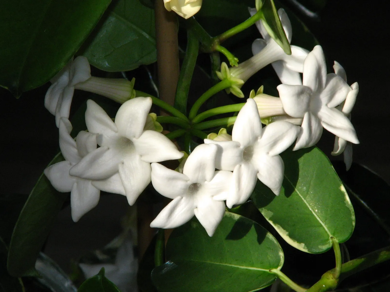 Madagascar Jasmine (Stephanotis Floribunda) — Glossy, dark green leaves up to 4 in long add year-round interest; star-shaped blooms exuding an intoxicating