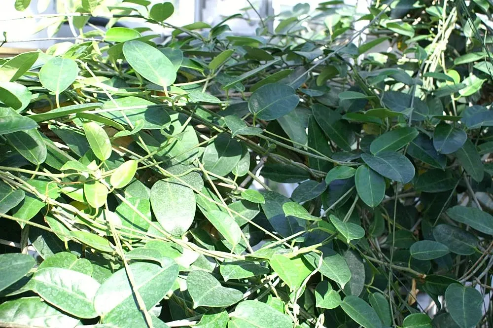 Madagascar Jasmine (Stephanotis Floribunda) — is a striking evergreen vine that will imbue any landscape design with a hint of tropical elegance, image 54