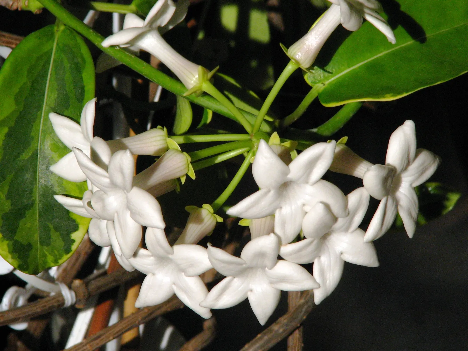 Madagascar Jasmine (Stephanotis Floribunda) — ground cover / vine with white blooms