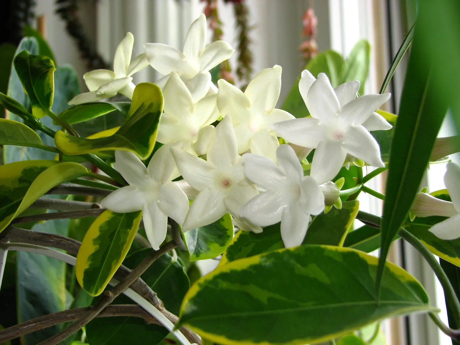 Madagascar Jasmine (Stephanotis Floribunda) — commonly known as Madagascar Jasmine