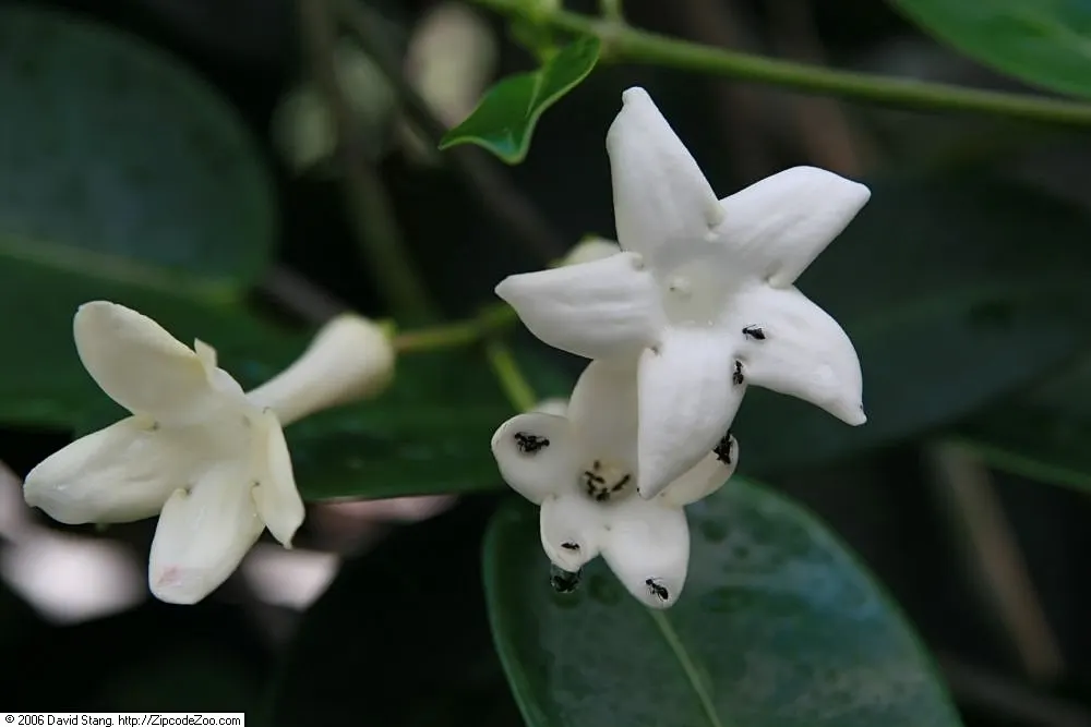 Madagascar Jasmine (Stephanotis Floribunda) — such as a trellis or arbor.<br><br>Madagascar Jasmine is celebrated for its clusters of white, image 35