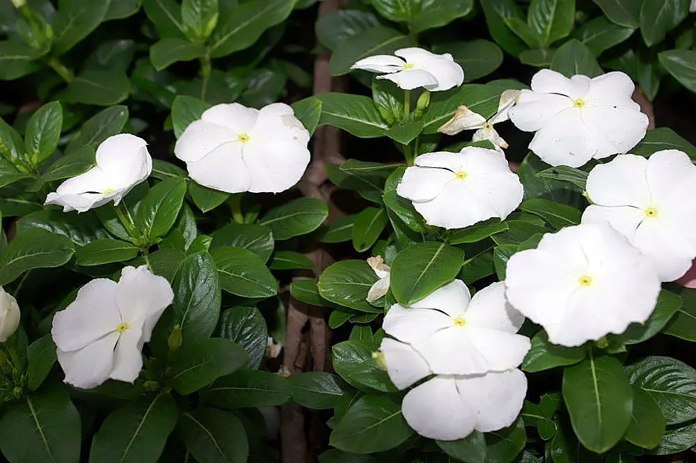 Madagascar Jasmine (Stephanotis Floribunda) — The blossoms are around 1 to 2 inches in diameter and are followed by slender, elongated seed pods