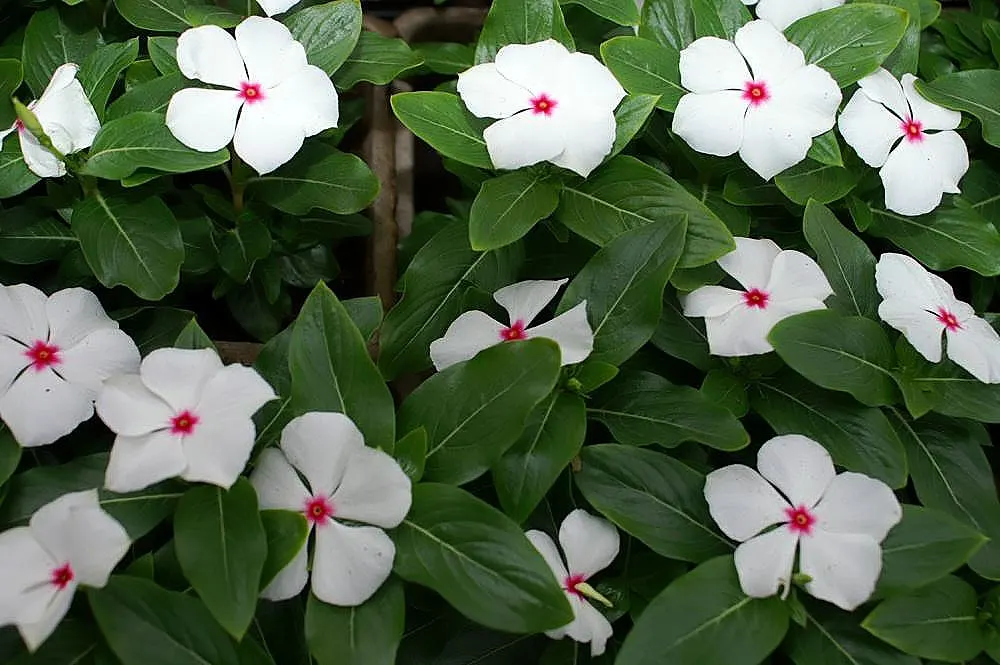 Madagascar Jasmine (Stephanotis Floribunda) — star-shaped blooms exuding an intoxicating fragrance; this robust climber can reach upwards of 15 to 20 feet when