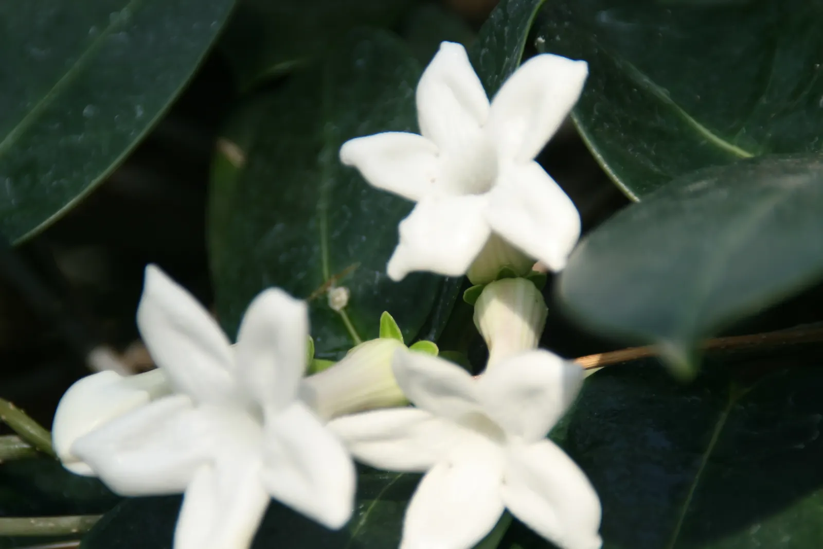 Madagascar Jasmine (Stephanotis Floribunda) — However, care must be taken to avoid overwatering