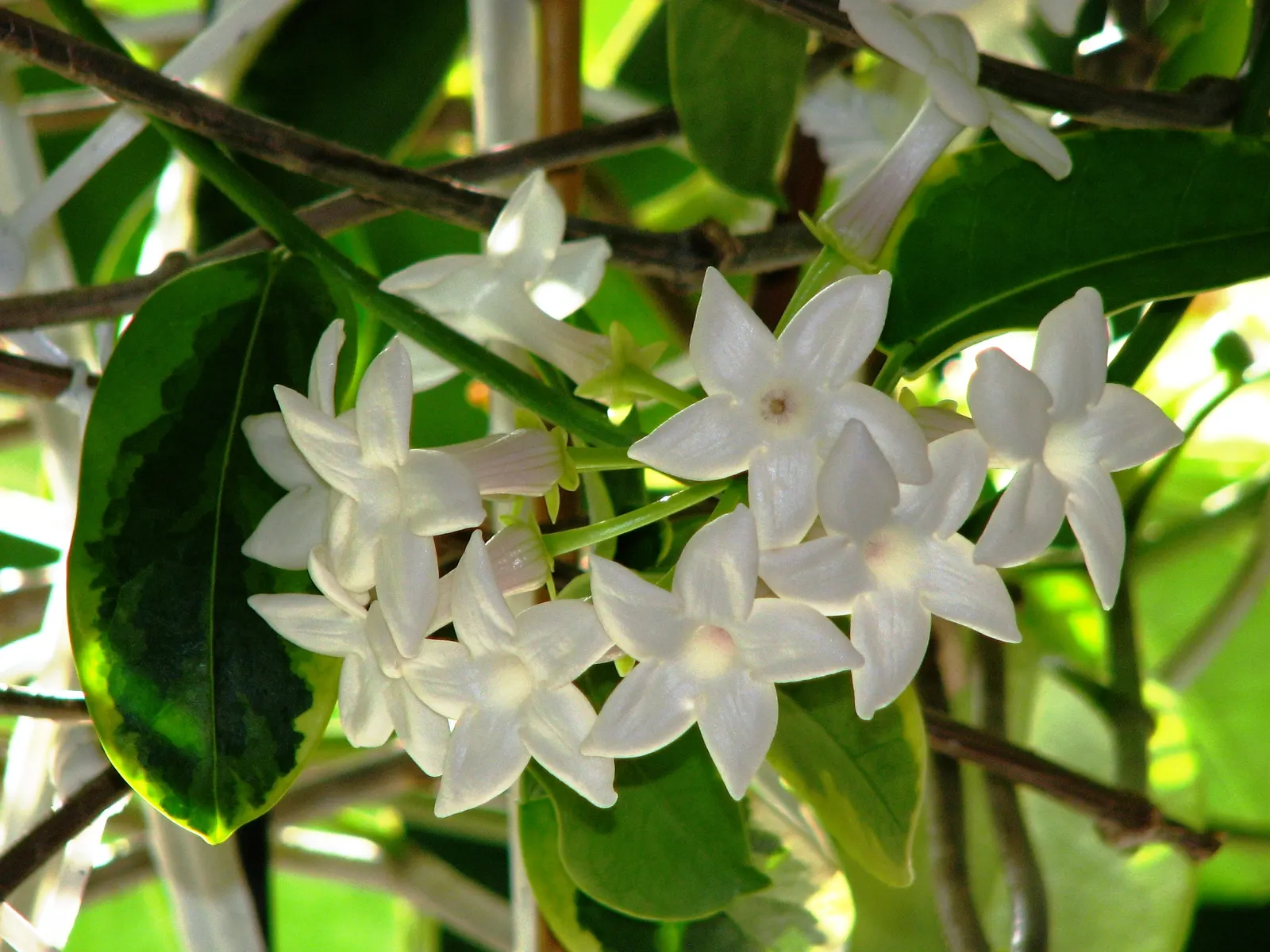 Madagascar Jasmine (Stephanotis Floribunda) — such as a trellis or arbor.<br><br>Madagascar Jasmine is celebrated for its clusters of white