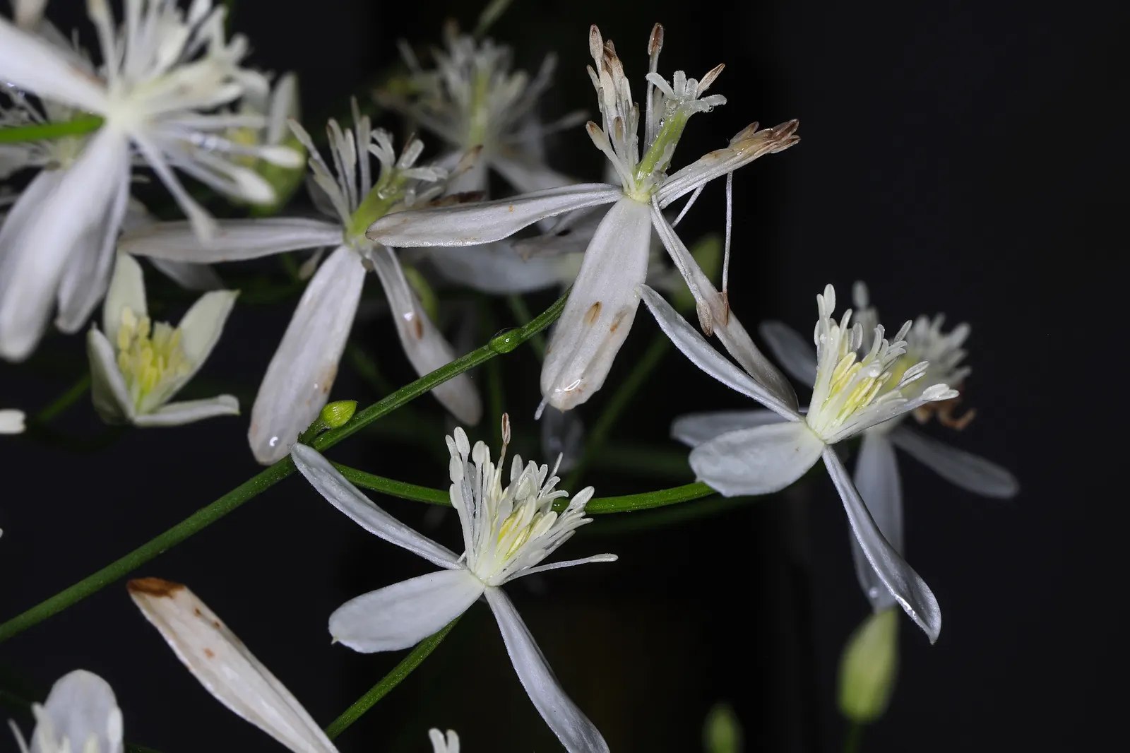 Madagascar Jasmine (Stephanotis Floribunda) — tubular flowers that bloom profusely from spring to fall; this plant will become a cherished component of your