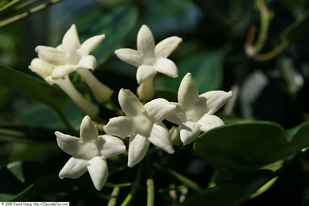 Madagascar Jasmine (Stephanotis Floribunda) — Prefers full sun to partial shade with well-drained soil; this plant is esteemed for its glossy, image 51