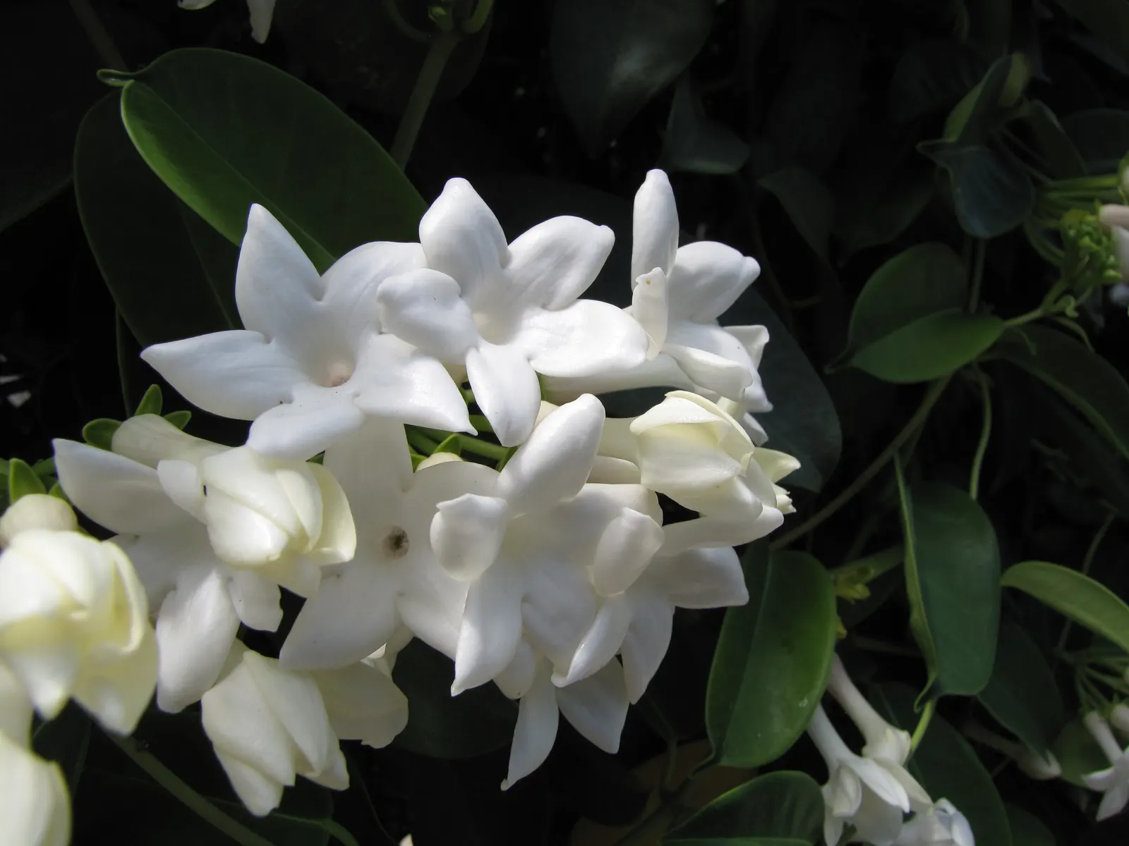 Madagascar Jasmine (Stephanotis Floribunda) — Prefers full sun to partial shade with well-drained soil